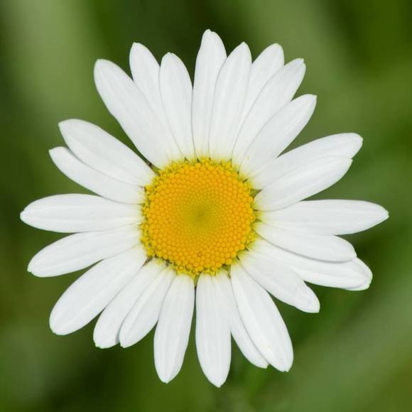 Meet your Posher, Jennifer - Picture 1 of 1